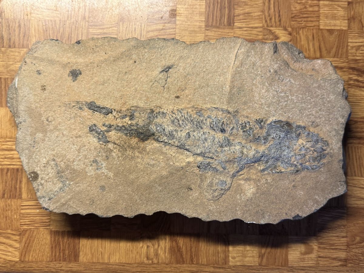 Fossiles: Fischfossil – D'occasion à Huttwil par Nedja0 5