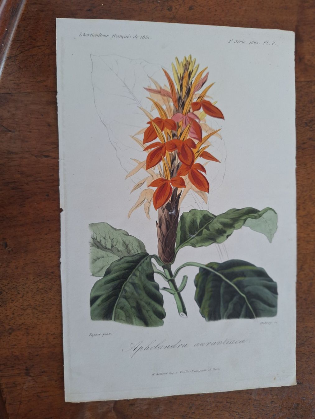Stiche: FLEURS  6 GRAVURES – Gebraucht aus Bevaix von bohrap 1