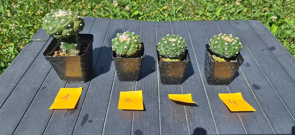 Pflanzen & Samen: Kaktus - Astrophytum – Gebraucht aus Wollerau von rac_t7ys 1