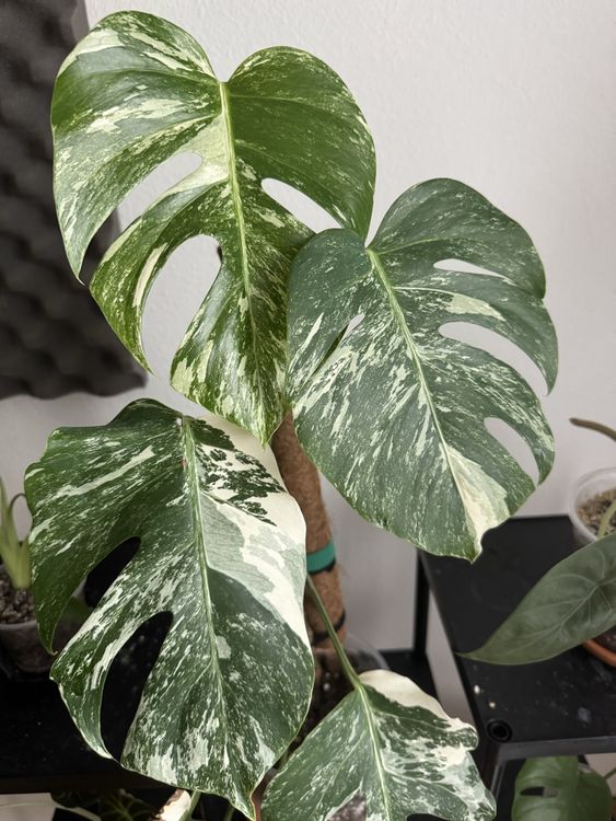 Monstera Variegata Albo- Steckling (Neu (gemss Beschreibung)) in Tann  fr CHF 35  mit Lieferung auf Ricardo kaufen