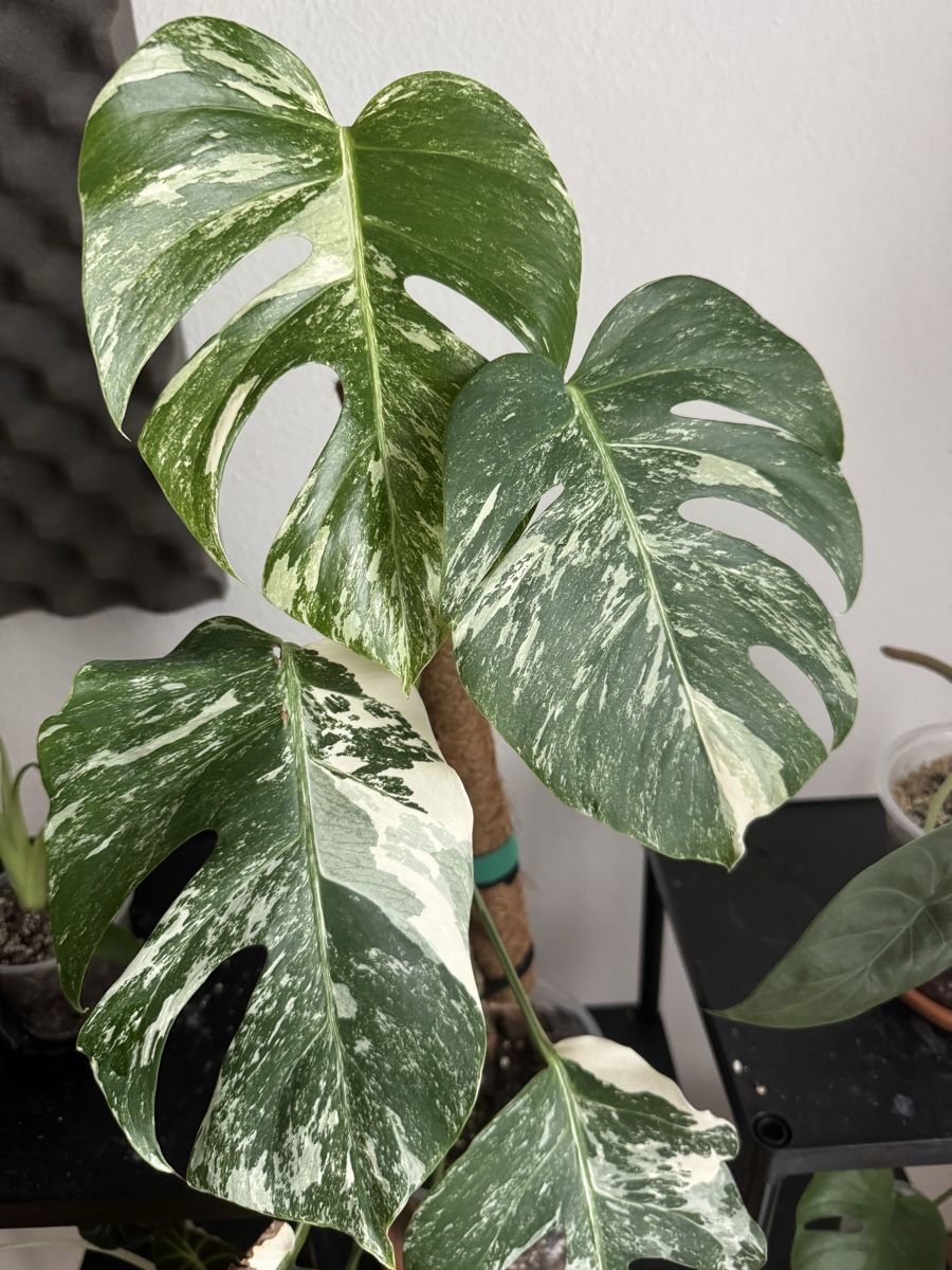 monstera aurea variegata Buy Monstera Aurea (3-5 Leaves)