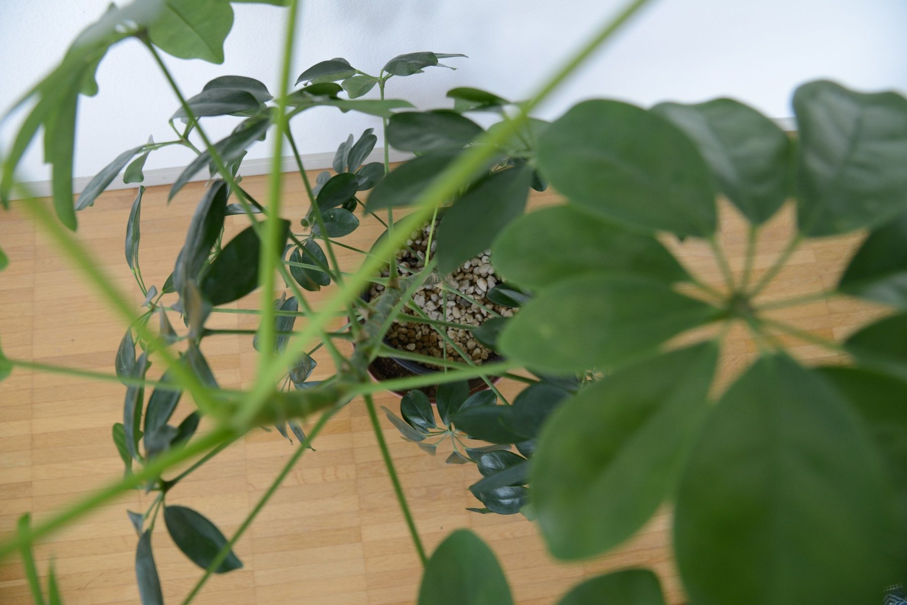 Pflanzen & Samen: Strahlenaralie/Schefflera – Gebraucht aus Basel von fer_cs78 2