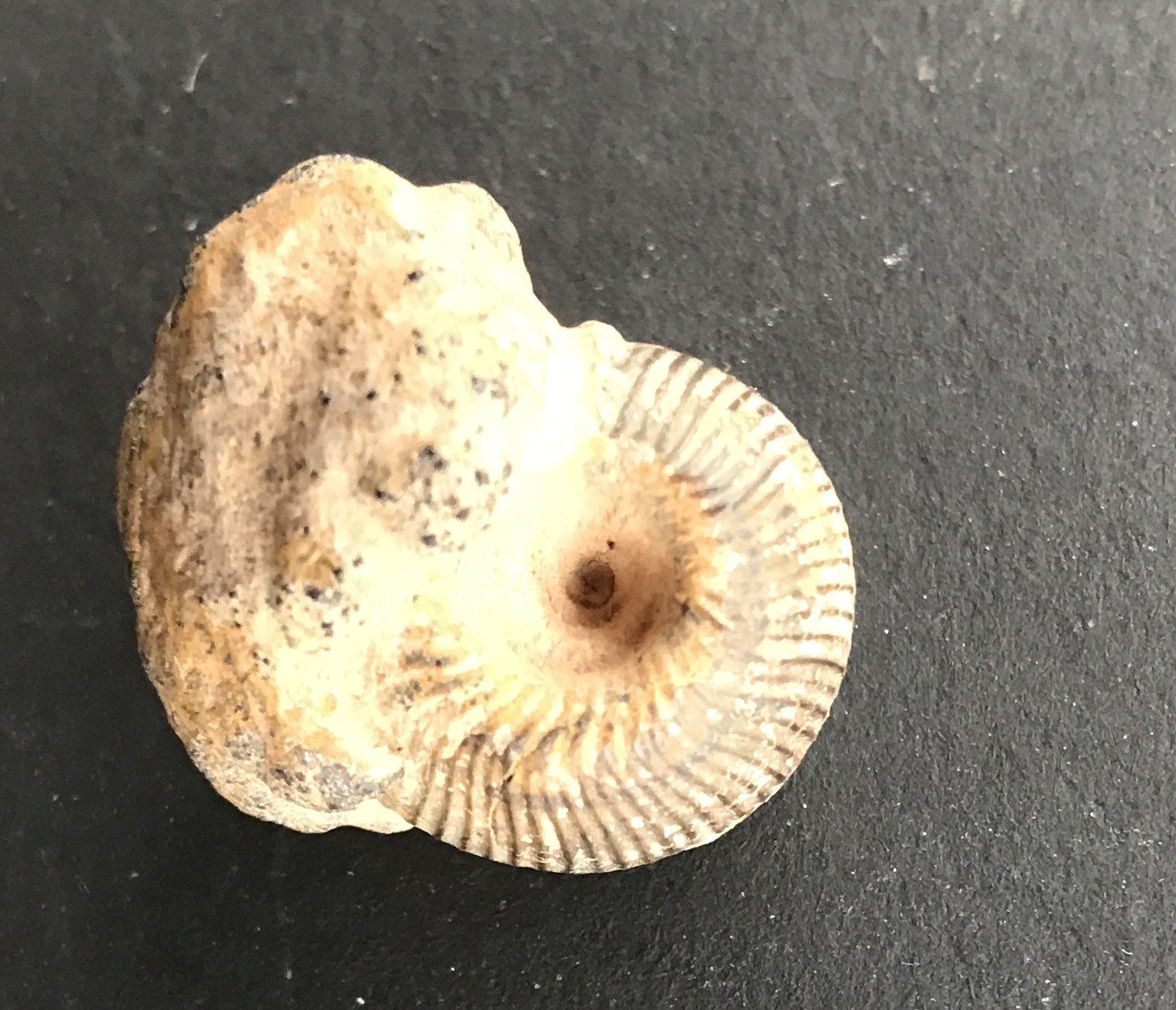 Fossilien: FOSSIL – Gebraucht aus Ostermundigen von Heavenmaus75 2