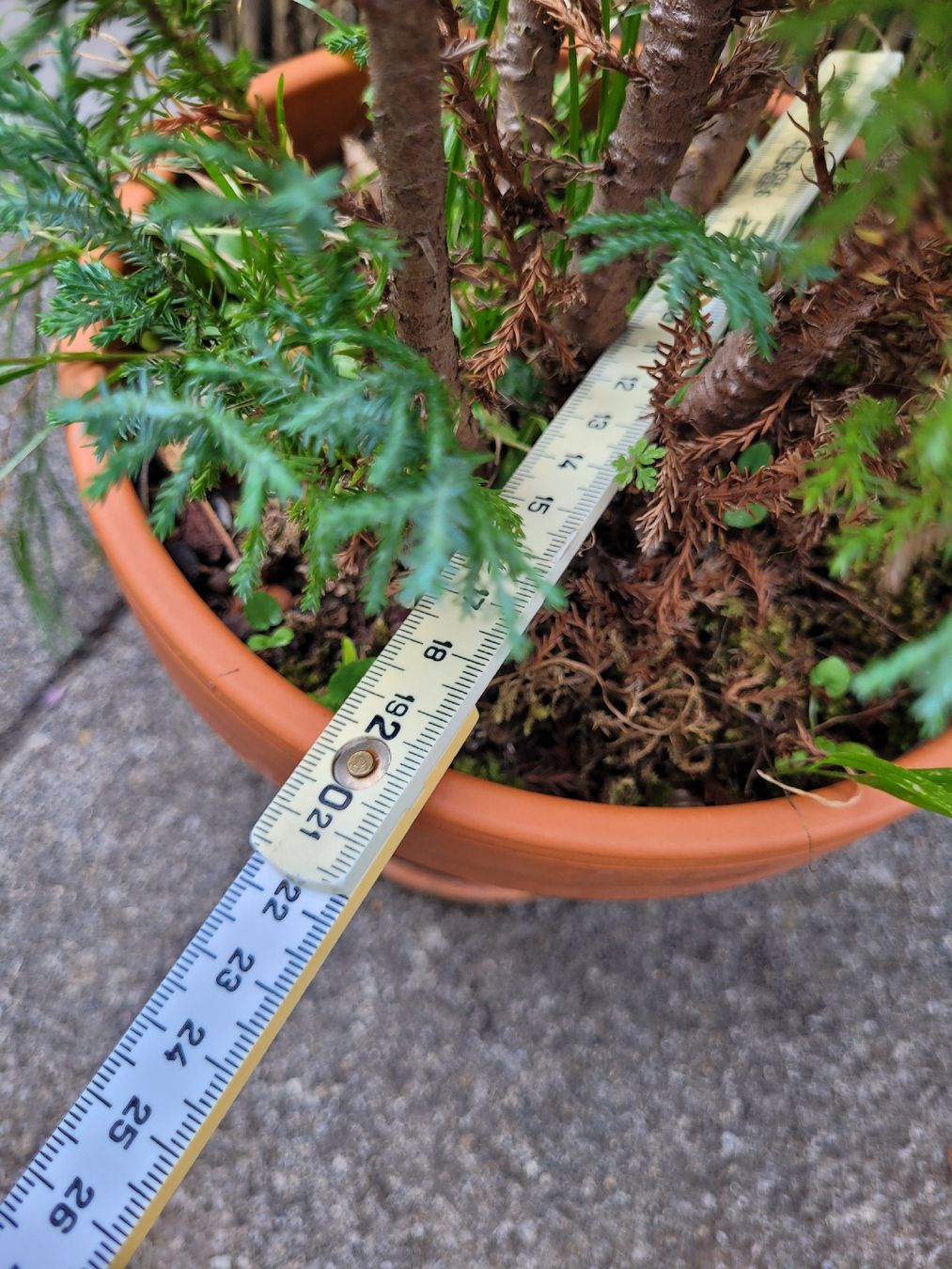 Piante & sementi: Robuste Pflanze für Terrasse – Usato da Ostermundigen venduto da dua_296 3