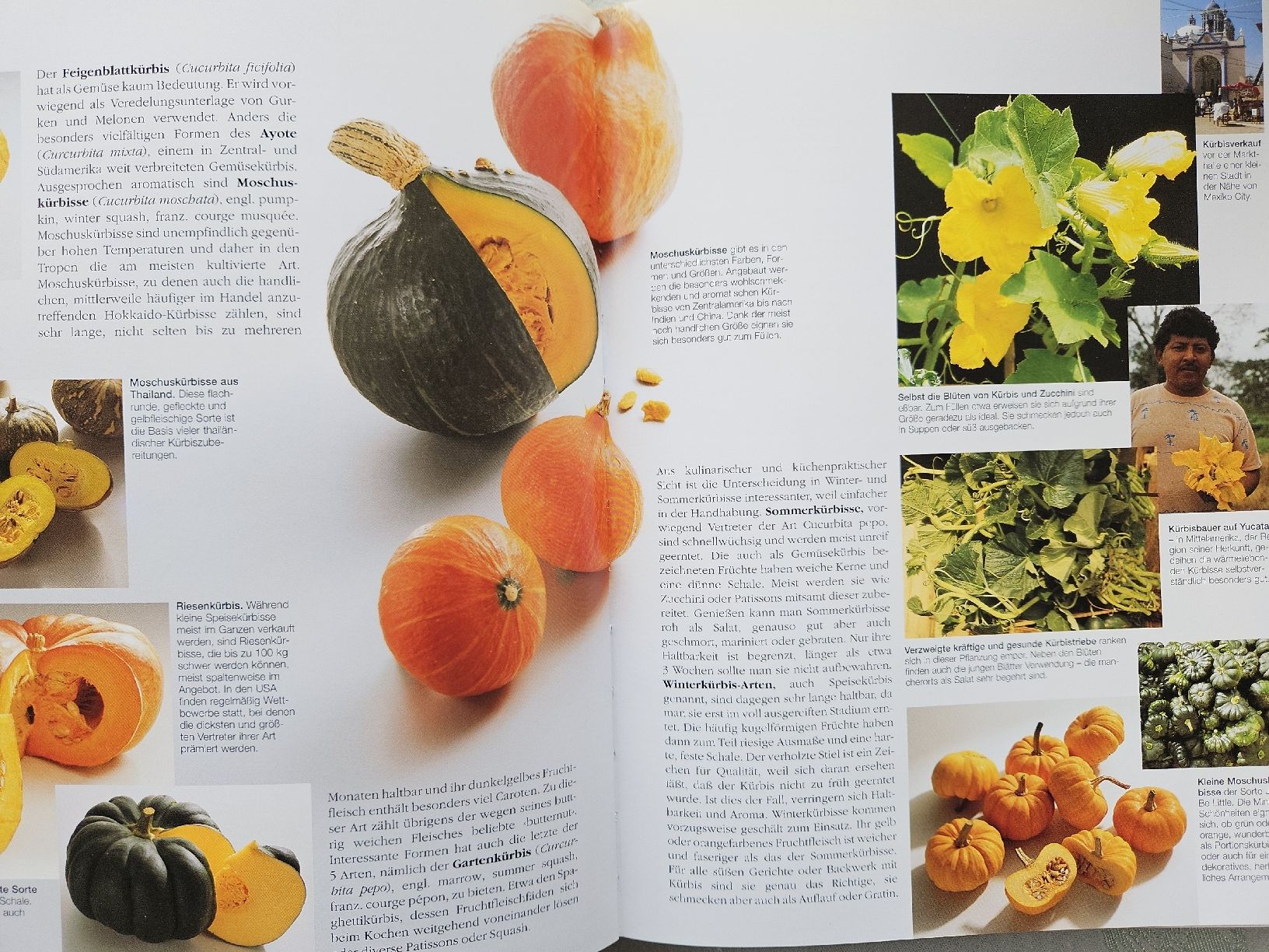 Libri: TEUBNER SPECIAL KÜRBIS & ZUCCHINI KOCHBUCH  – Usato da Wohlen AG venduto da Colina 4