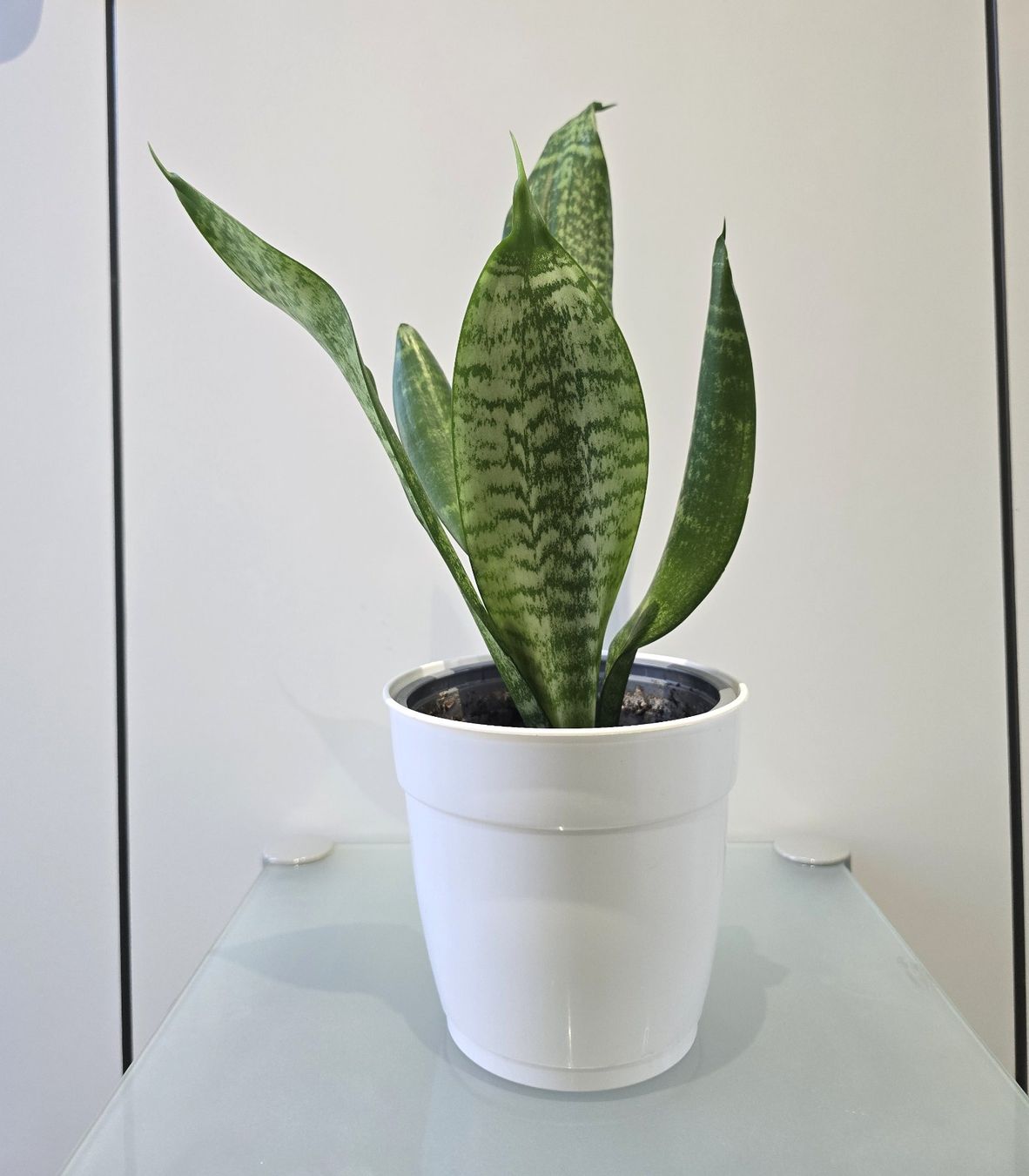 Pflanzen & Samen: Pflanze Sansevieria / Bogenhanf 39 cm – Gebraucht aus Oetwil an der Limmat von dhantal 3