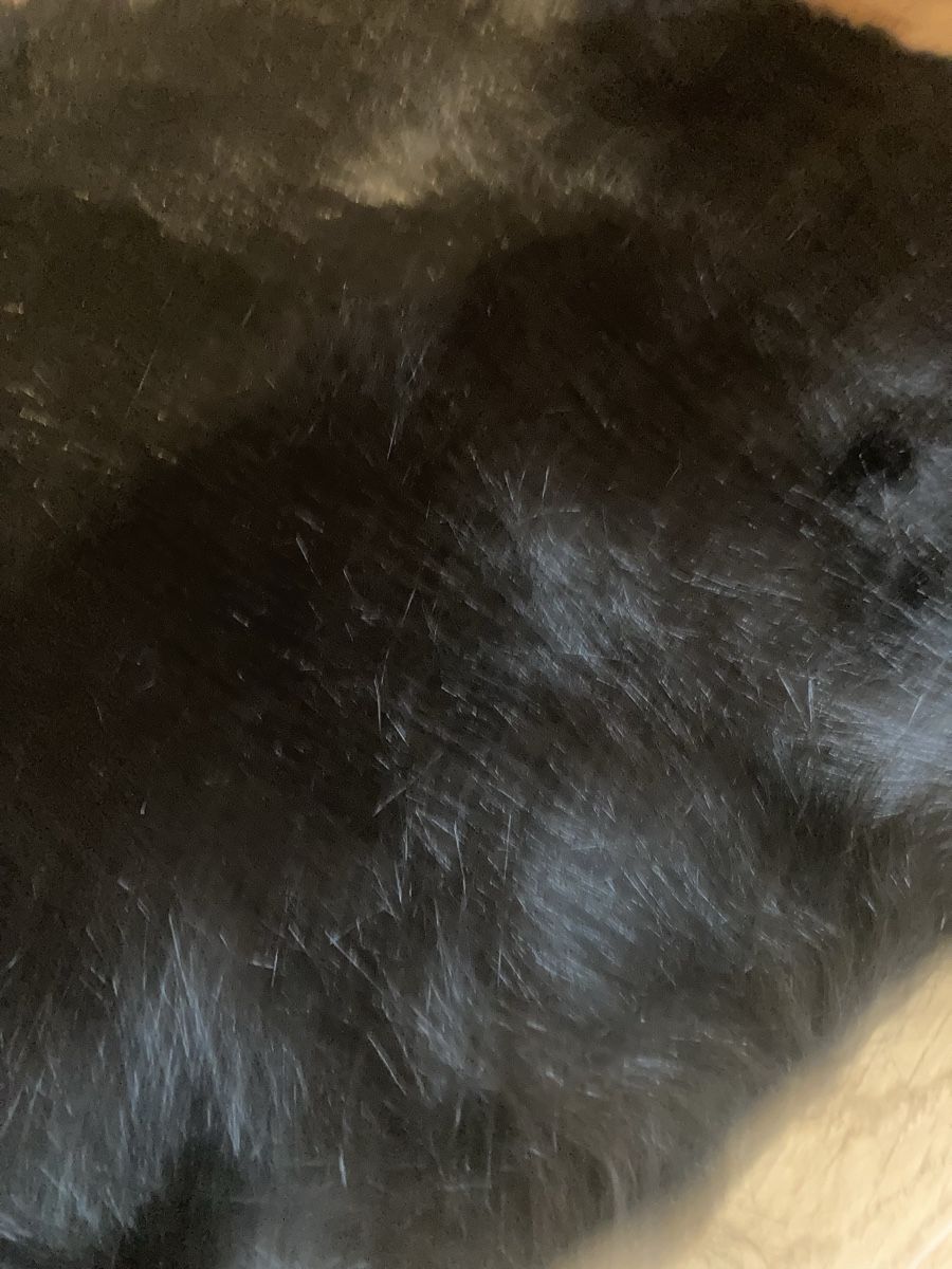 Tessuti: black fake fur – Usato da Petit-Lancy venduto da yoo_jm8h 1