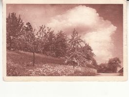 Motivkarte Obstgarten 1925 mit ST Zürich Wiedikon