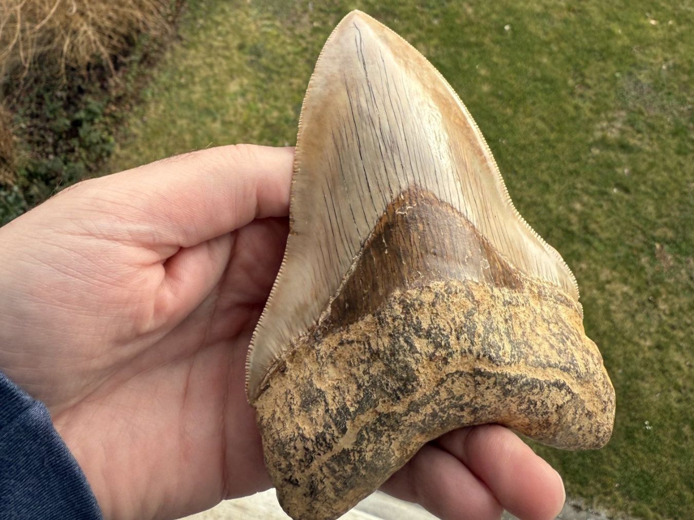 Fossili: Top Megalodon Zahn Indonesien – Usato da schüpfen venduto da rica122