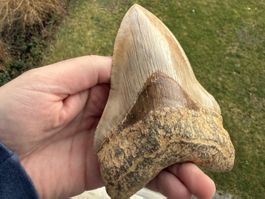 Top Megalodon Zahn Indonesien