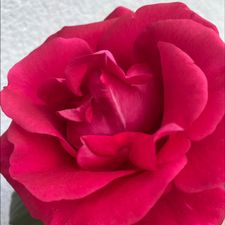 Profile image of salome1974