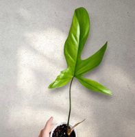 🔥Philodendron Florida Ghost (mit Neuaustrieb)
