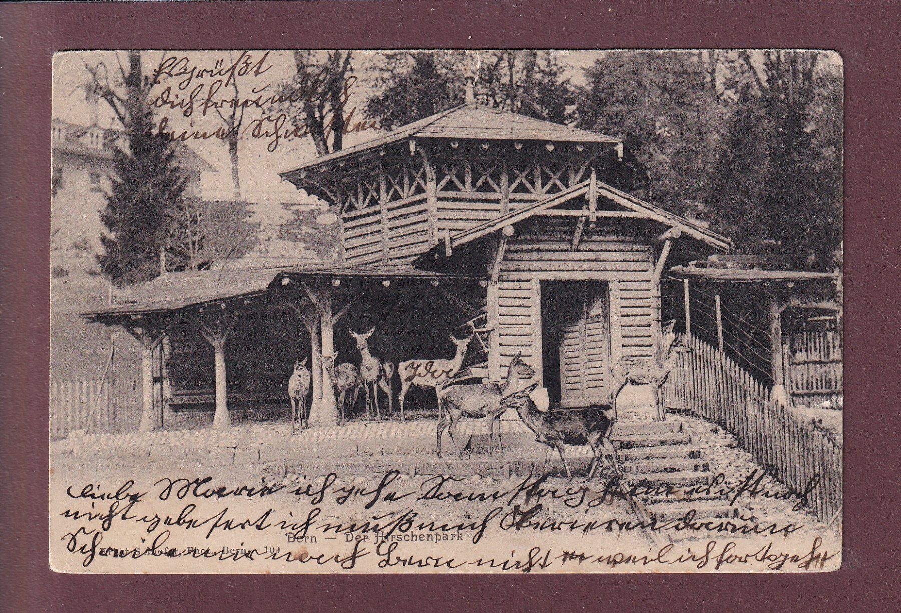 Cartoline postali: BERN - Hirschenpark - 1905 – Usato da Pully venduto da nicecards