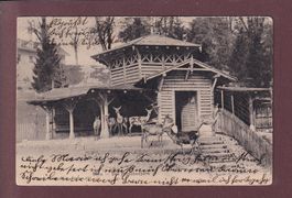 BERN - Hirschenpark - 1905