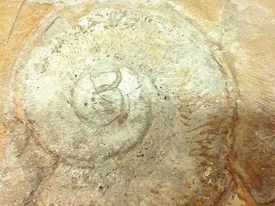 Fossili: Fossilien aus Holzmaden – Usato da Olten venduto da smiples 1