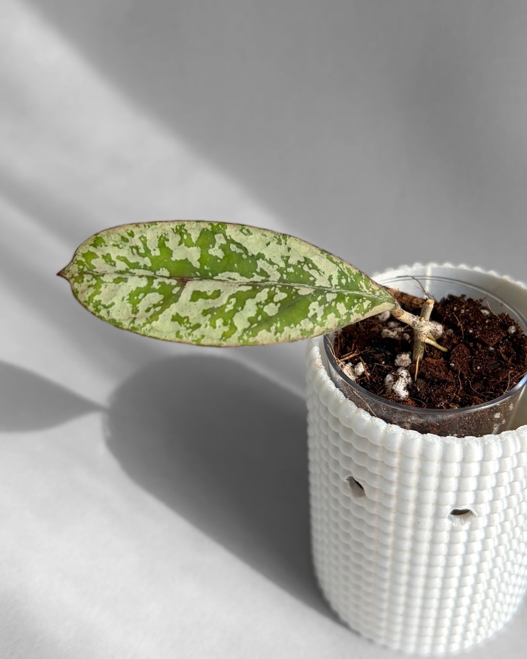 Plantes & graines: Hoya Lorelai (EPC196 Mutation) – Neuf (Voir description) à Seuzach par animaplants 1
