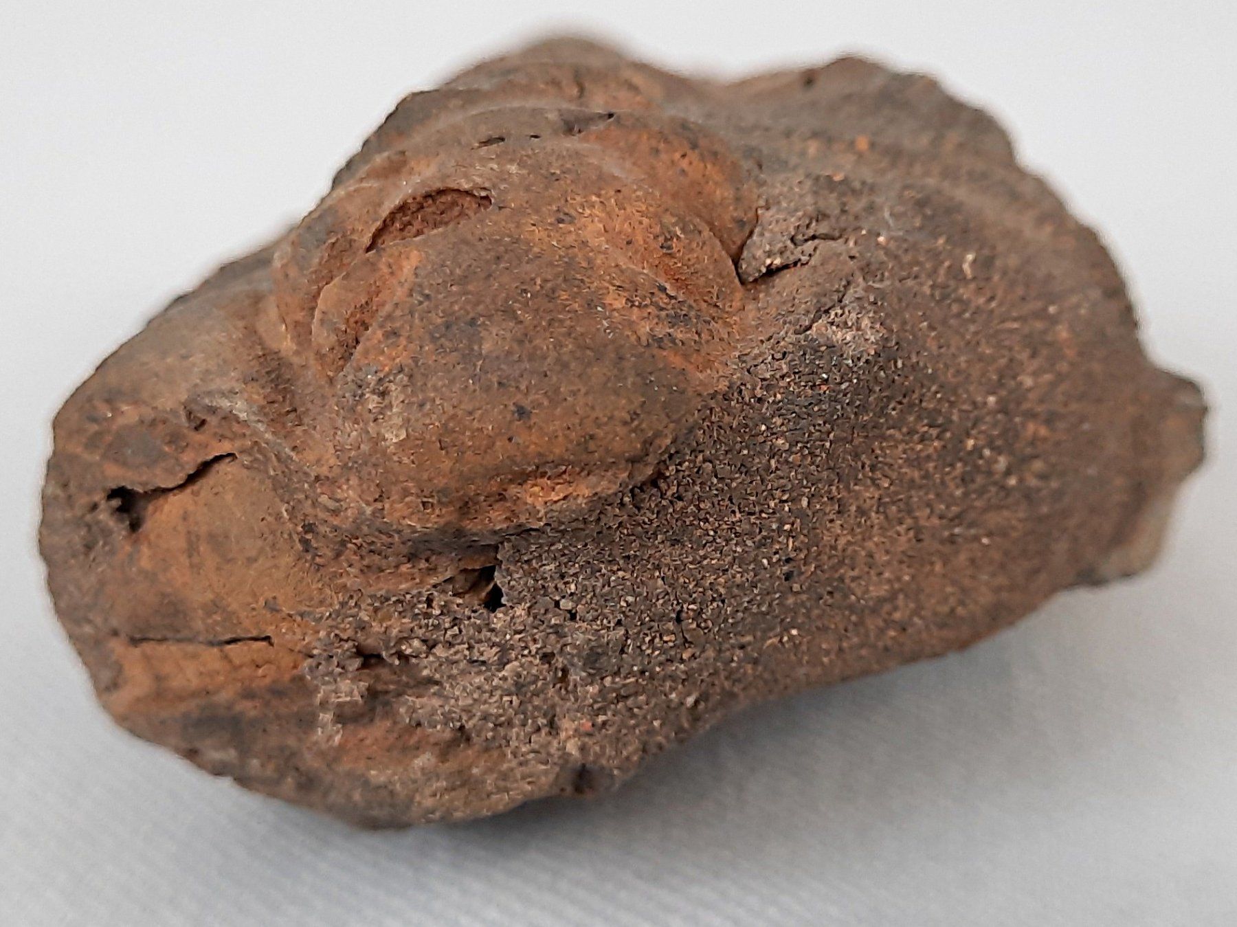 Fossili: Fossile Trilobiten – Usato da Beinwil am See venduto da Restwert_Beinwil 6