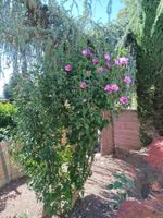 Hibiscus syriacus