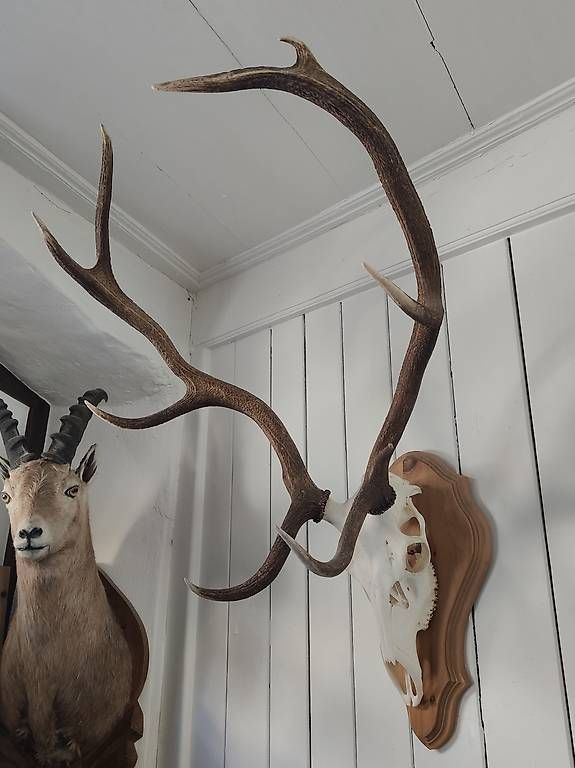 Monde des animaux: Hirschgeweih. – D'occasion à Zernez par Hansandy