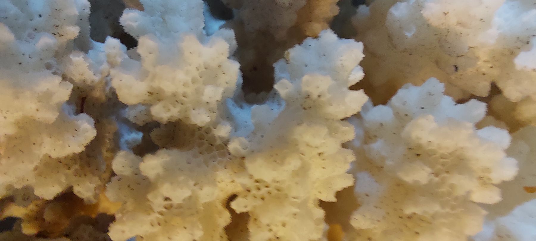 Tutte le decorazioni: Echte, dekorative Koralle. 538g – Usato da Fehraltorf venduto da Albino61 6