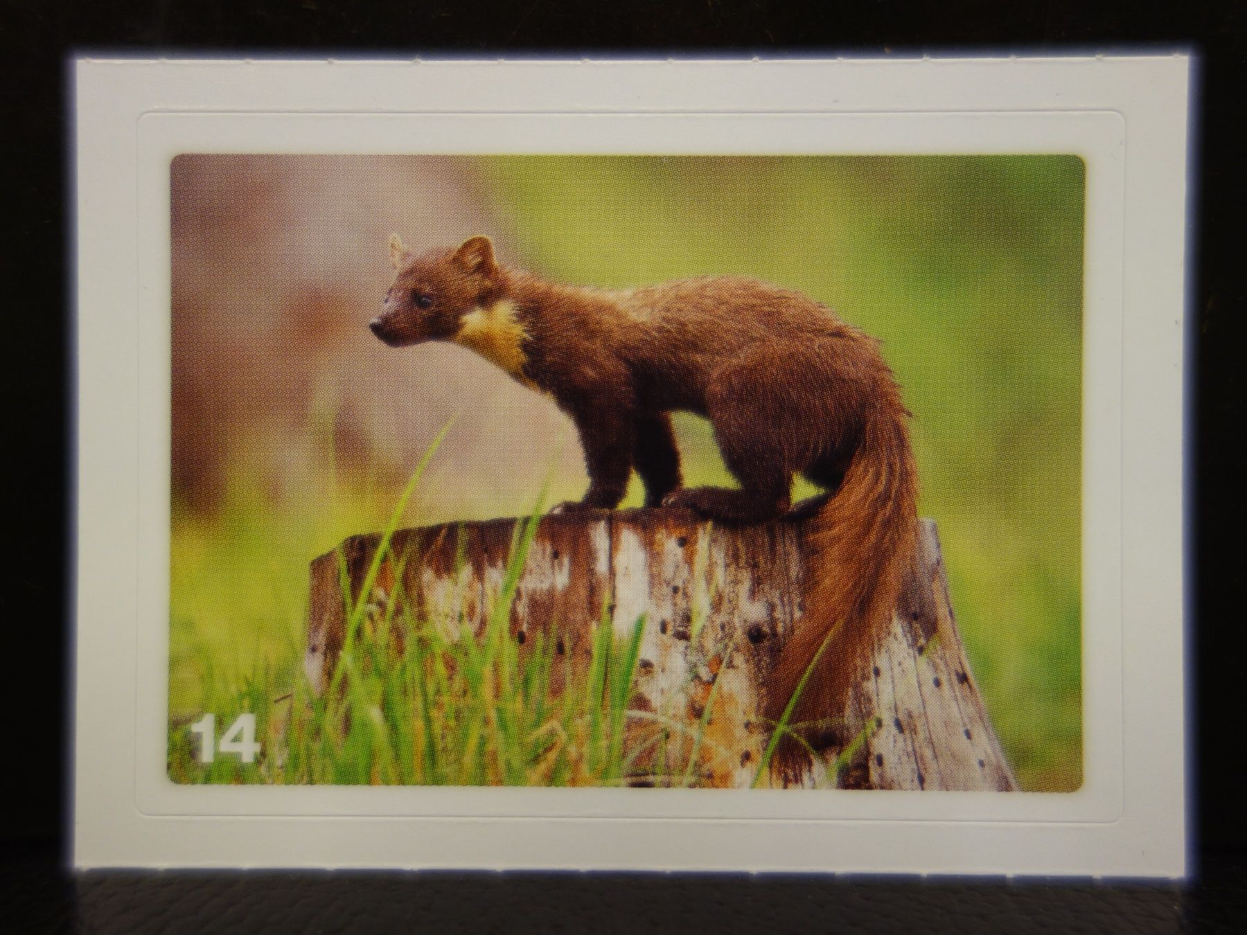 Migros Sammelbilder & Trading cards: MIGROS MANIA Nature Detectives Nr. 14 – Neu und originalverpackt aus Kerzers von djstarsky73
