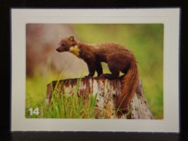 MIGROS MANIA Nature Detectives Nr. 14