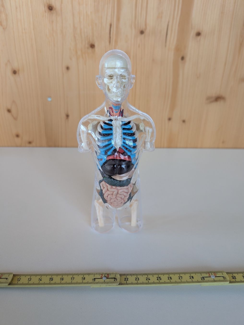 Statuette: Anatomie Buddy – Nuovo (secondo la descrizione) da Embrach venduto da bh80bHugi