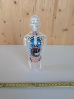 Anatomie Buddy