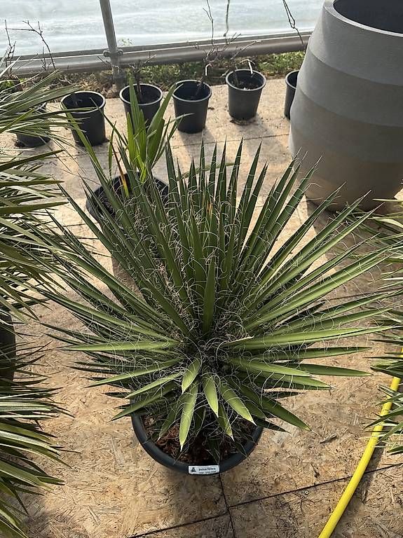 Piante & sementi: Yucca Filiferia – Nuovo e nell'imballaggio originale da Zuckenriet venduto da Thur_Plant 3