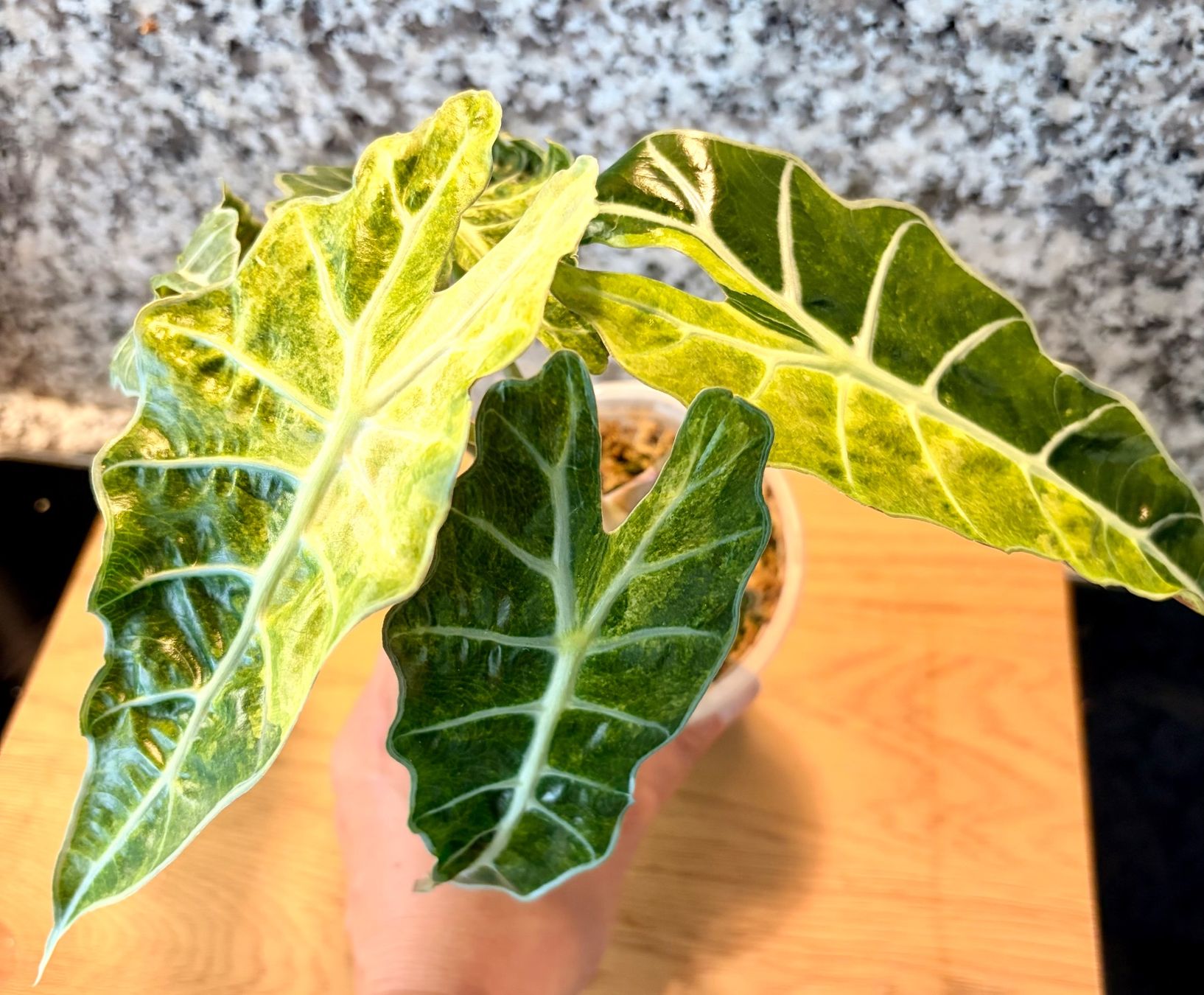 Piante & sementi: Alocasia Polly Aurea – Usato da Kaiseraugst venduto da dka_b97z 1