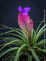 Tillandsia Cyanea (Wallisia Cyanea) - bunt & pflegeleicht