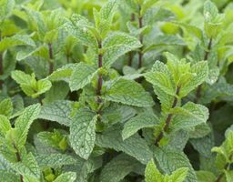 MENTHE MOJITO  (2 plantes)