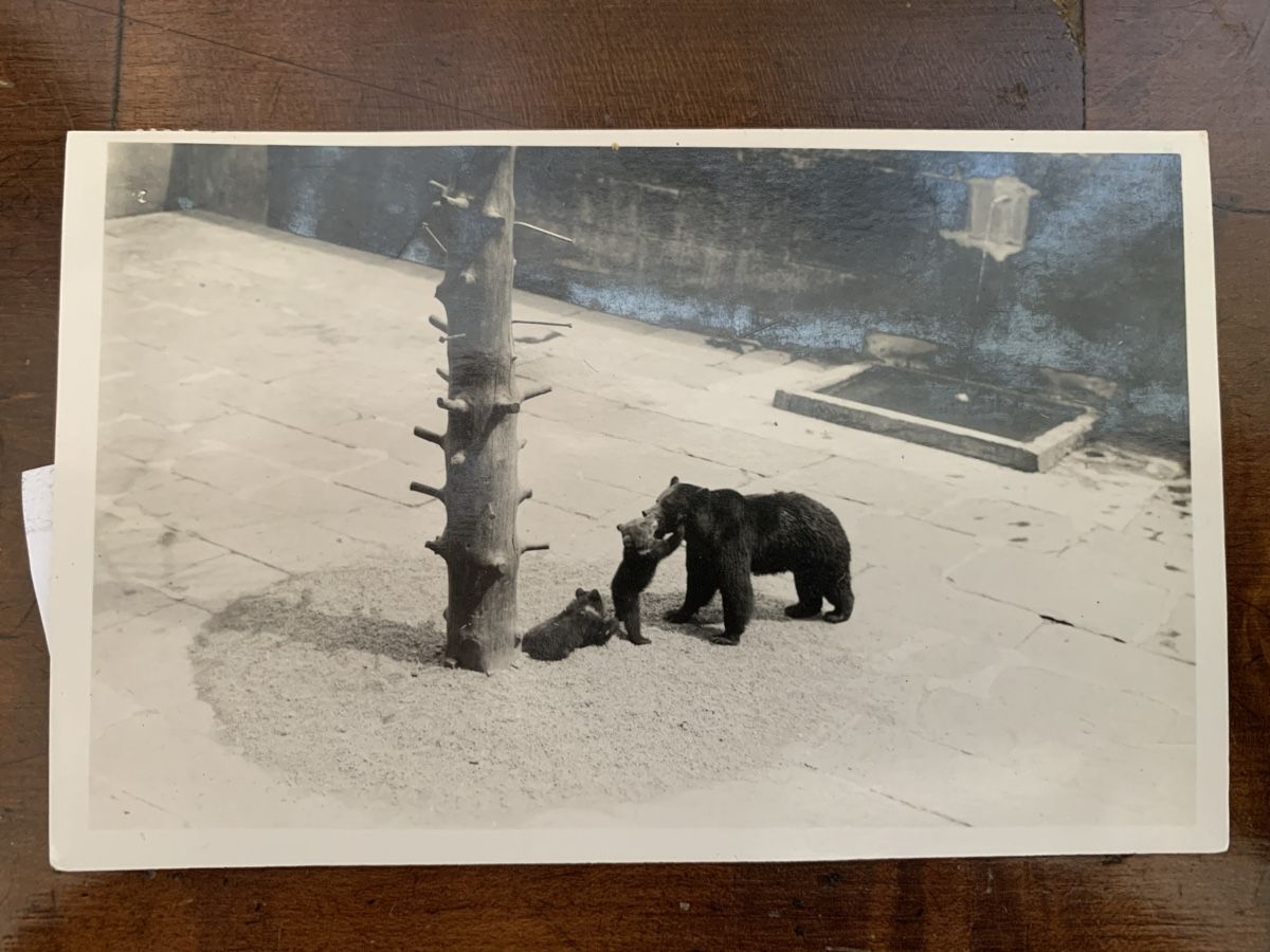 Cartoline postali: AK Bärengraben, Bern – Usato da Bern venduto da estalin
