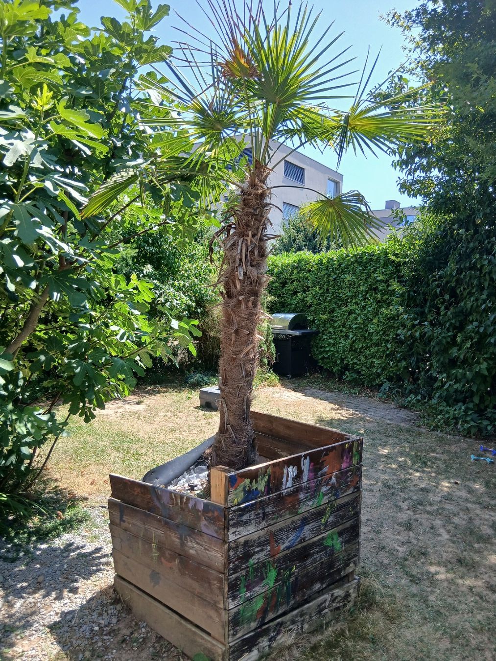 Piante & sementi: Palme – Usato da Fislisbach venduto da Almamo 1