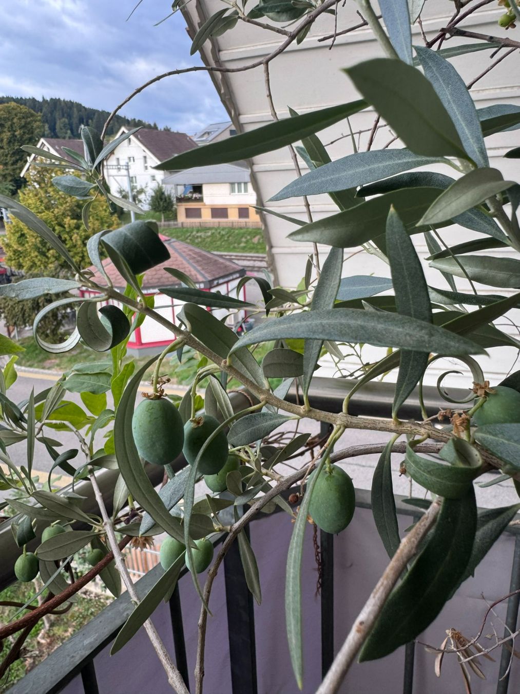 Piante & sementi: gesunder schöner Olivenbaum – Usato da Grosshöchstetten venduto da Ferien2017 2