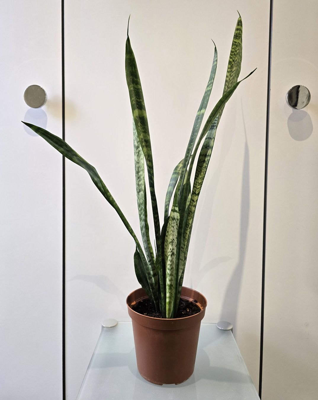 Piante & sementi: Pflanze Sansevieria / Bogenhanf 68 cm – Usato da Oetwil an der Limmat venduto da dhantal 6