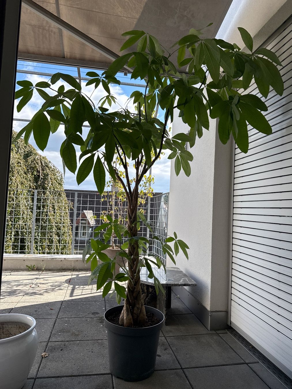 Piante & sementi: Grosse Pflanze ohne Topf – Usato da Bern venduto da Imush