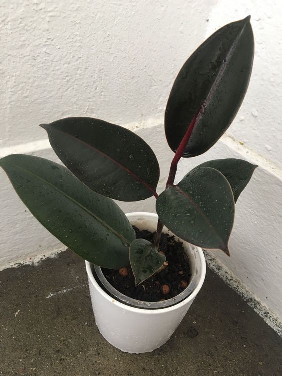 Gummibaum Ficus Elastica Kaufen auf Ricardo