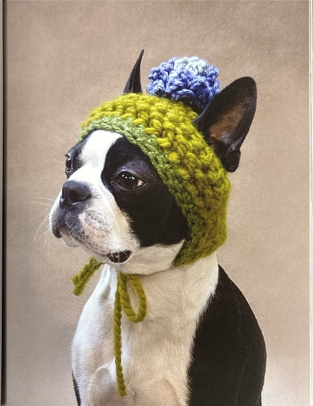 Libri: Patterns for Pooches – Nuovo (secondo la descrizione) da Sarnen venduto da Livres 7