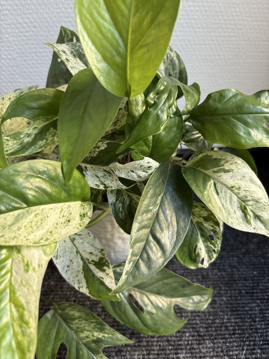 Plantes & graines: Epipremnum Pinnatum Marble, Marble Pothos – D'occasion à Alpnach Dorf par lisa_plants 2