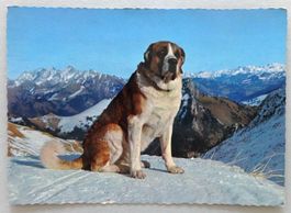 Bernhardiner-Hund - Chien du St-Bernard