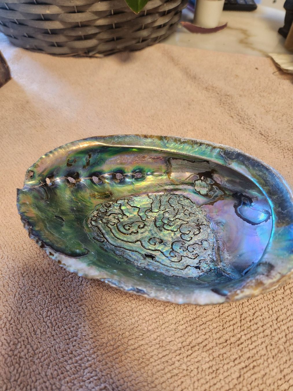 Alle Dekorationen: Grand Ormeau Abalone Paua Nacre Multicolore Rare 17cm – Gebraucht aus Chêne-Bourg von Pqnospfc