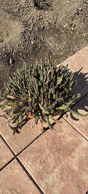 Piante & sementi: Sukkulente  – Usato da Lyssach venduto da Kaktushubi