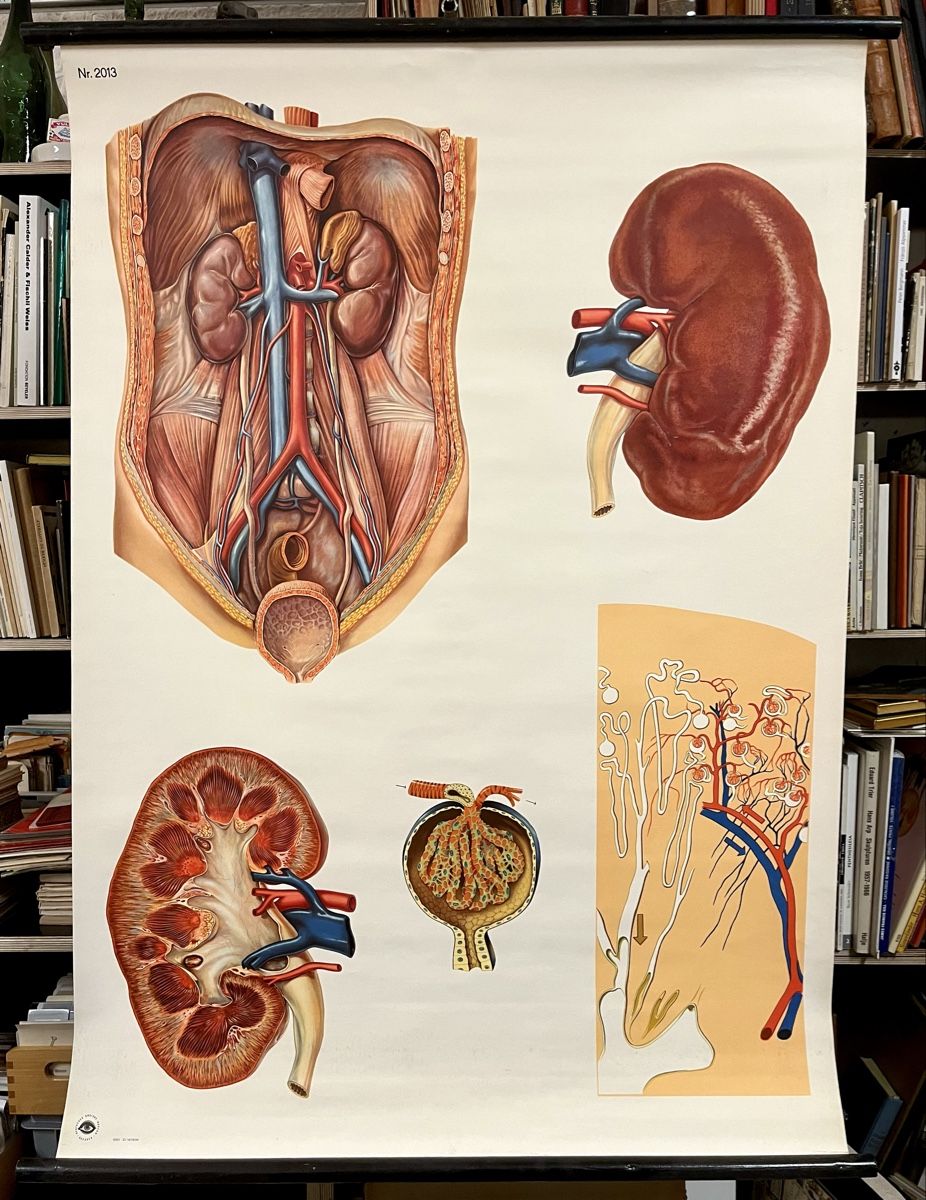 Foto & Immagini: Anatomische Lehrtafel: DIE NIERE – Usato da Bern venduto da felberunderground