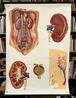 Anatomische Lehrtafel: DIE NIERE