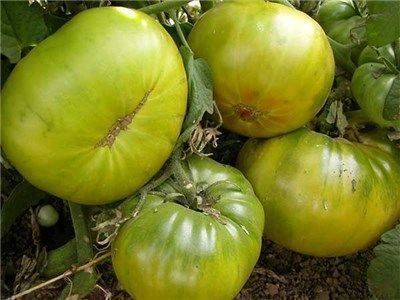 Pflanzen & Samen: 30 Samen AUNT RUBY GERMAN GREEN Tomate – Neu (gemäss Beschreibung) aus Ehrendingen von VerveinaSamen 1