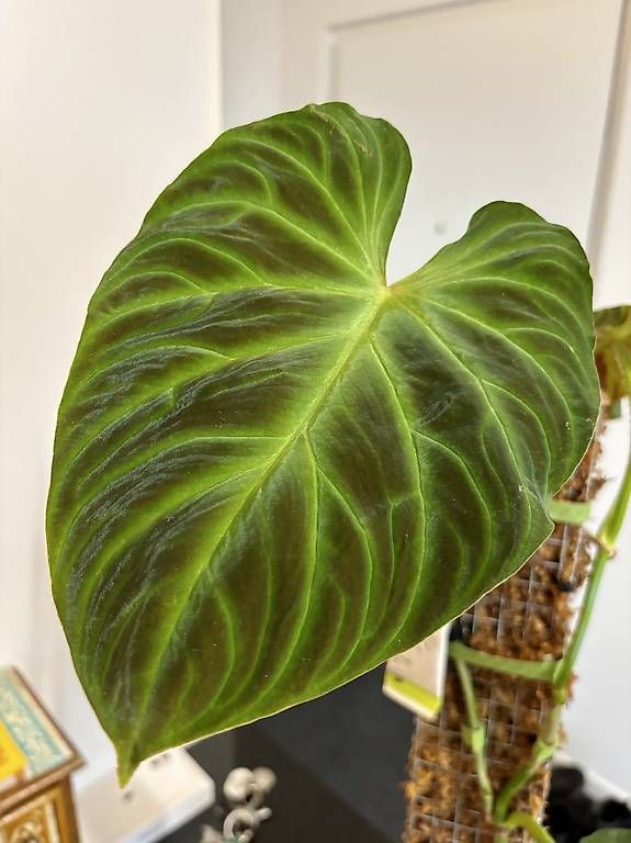 Piante & sementi: Philodendron Verrucosum 'Panther' – Usato da Oberbuchsiten venduto da Muskatellerchen 3