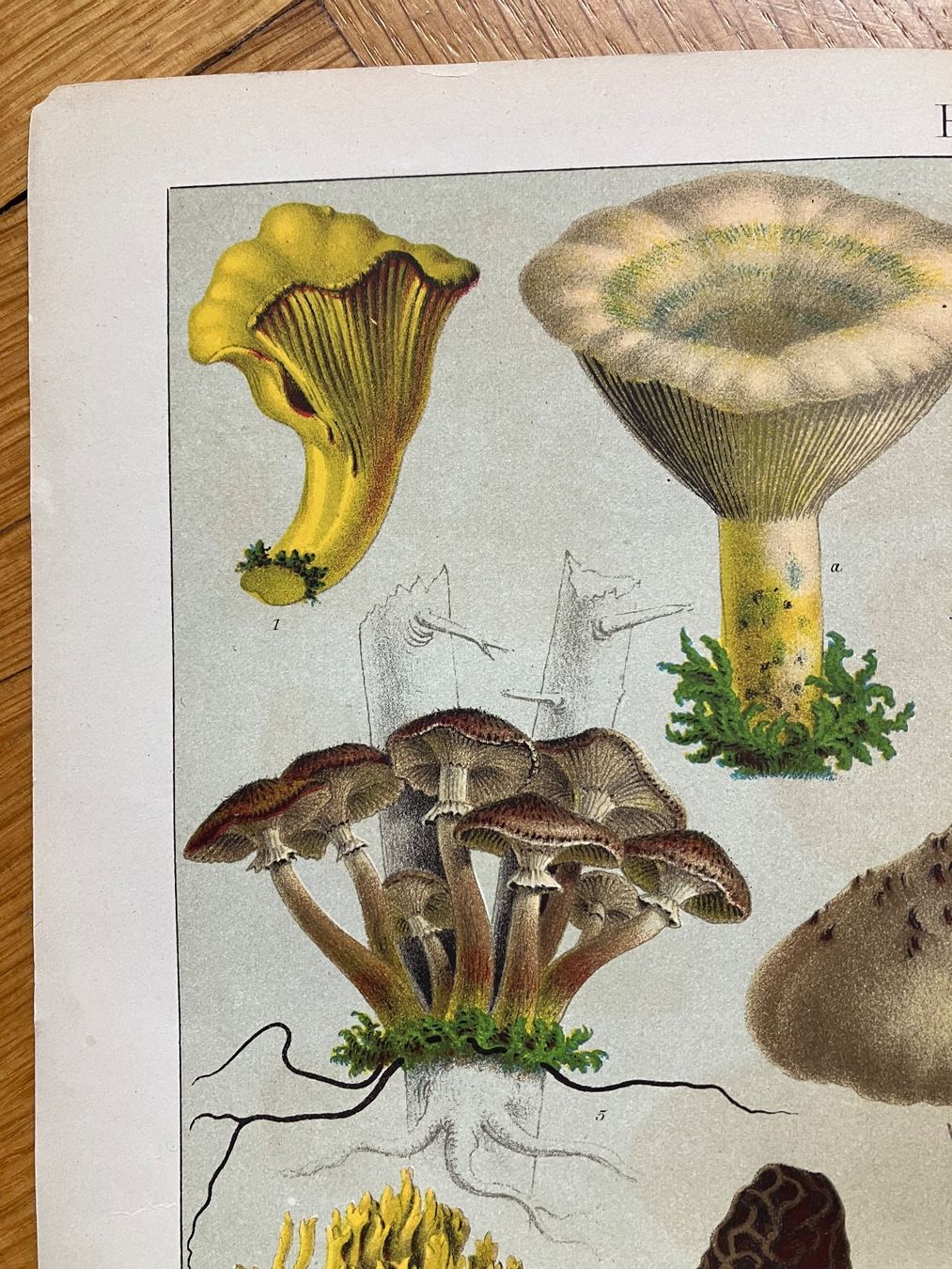 Grafica & Litografie: Essbare Pilze. Chromolithographie – Usato da Basel venduto da papageientulpe 1
