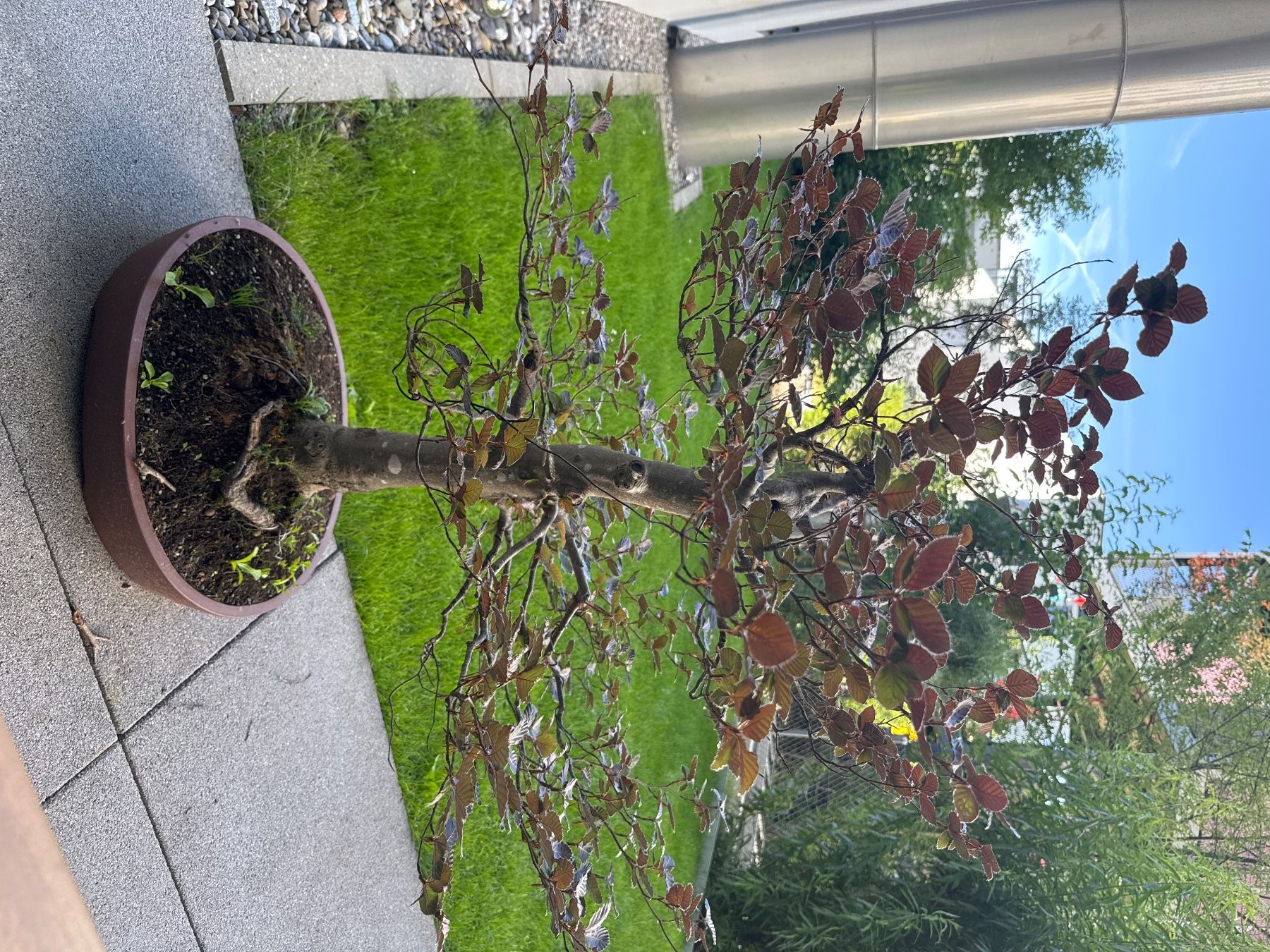Piante & sementi: Blutbuche Bonsai, Top Zustand, Garten – Usato da Hinwil venduto da BMW_M-Packet 4