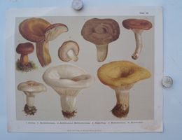 Antike Pilztafel (Tafel IX) um 1880 Lorinser/ Hölzel